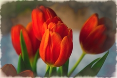 tuli-tuli-tulipán