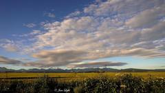 Kopcovitý horizont.