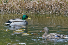 Hľadanie podnájmu