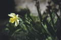 narcis