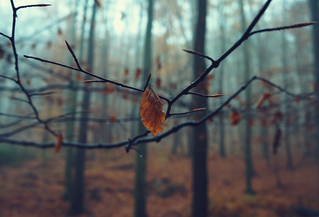 Jesenná nálada v lese.