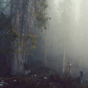 v lesnej hmle