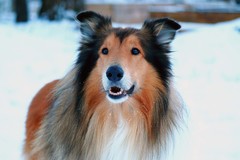 Psi portret