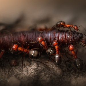 život mravca