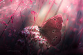pink dream II