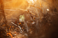 leaf..