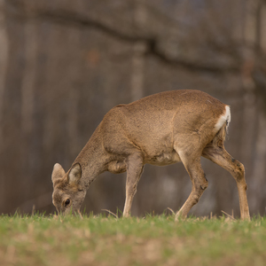 Srna lesná / Capreolus capreolus