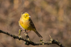 Veľkonočné kuriatko :)