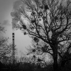 Smogtree