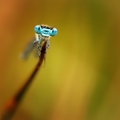 Coenagrion puella