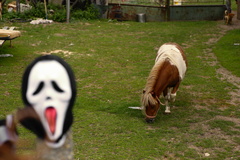 Scary poník