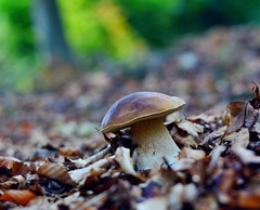 ...jesenné potešenie...:-) !