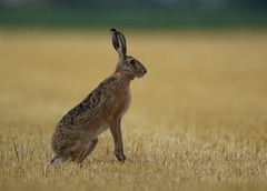 Stavia sa na zadné :-)