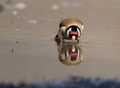 Smäd