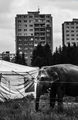 Cirkus