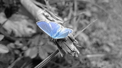 motyl