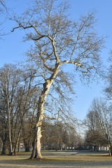 Platan Javorolistý