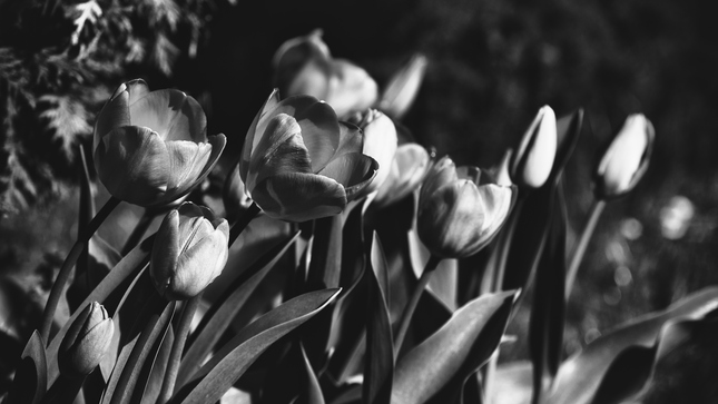tulipany na dvore