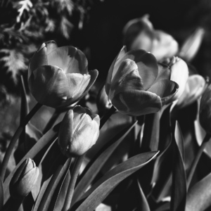 tulipany na dvore