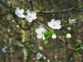 Jarní květy