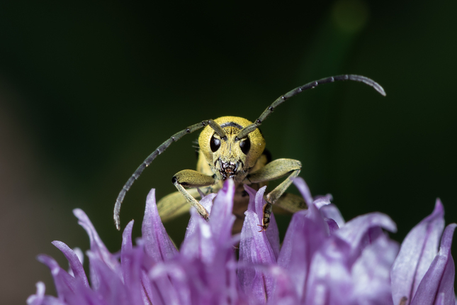 Chlorophorus varius