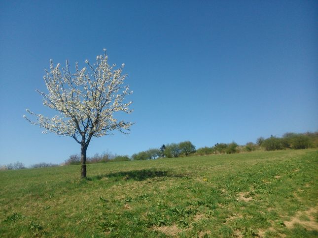 Kvitnúci stromček