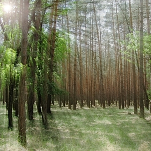 jarný les