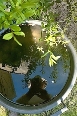 Záhradný autoportrét