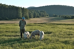 Večerná pastva