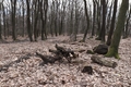 Predjarný les