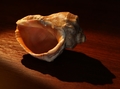 mušlička II