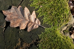 Fragment