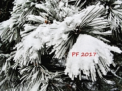 PF