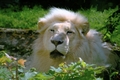 Panthera leo