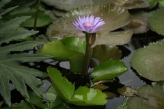 Botanická