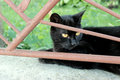 Because black cats do it better