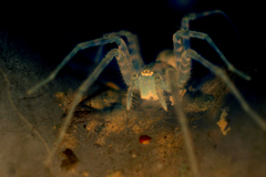 spider....