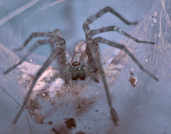 spider.....
