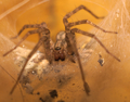 spider.....