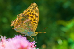 butterfly.....