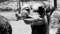 camel