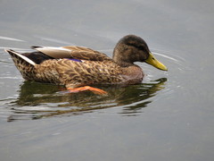 Duck ?