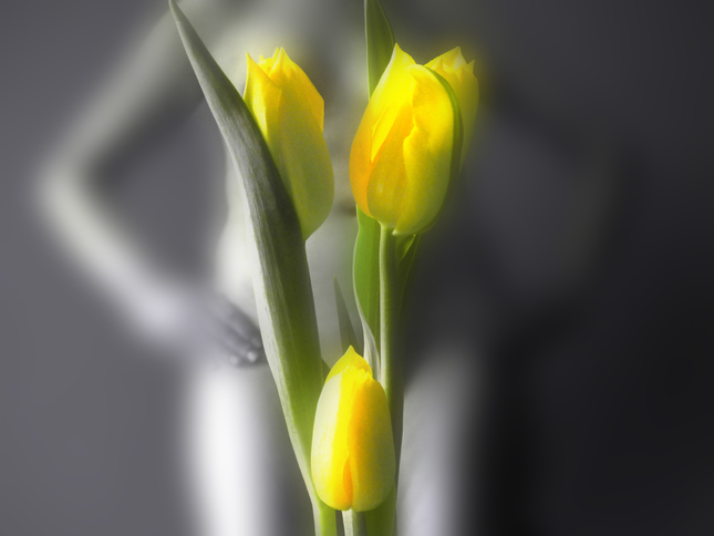 tajomstvo tulipánov