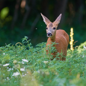 Capreolus capreolus female