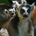 Lemur Kata