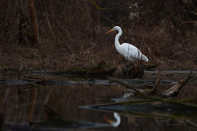 Ardea alba