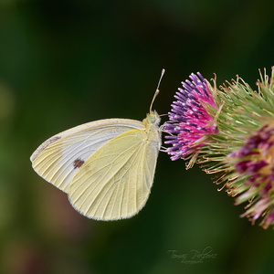 Pieris brassicae