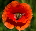 Raid