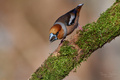 Coccothraustes coccothraustes