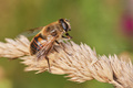 Eristalis tenax